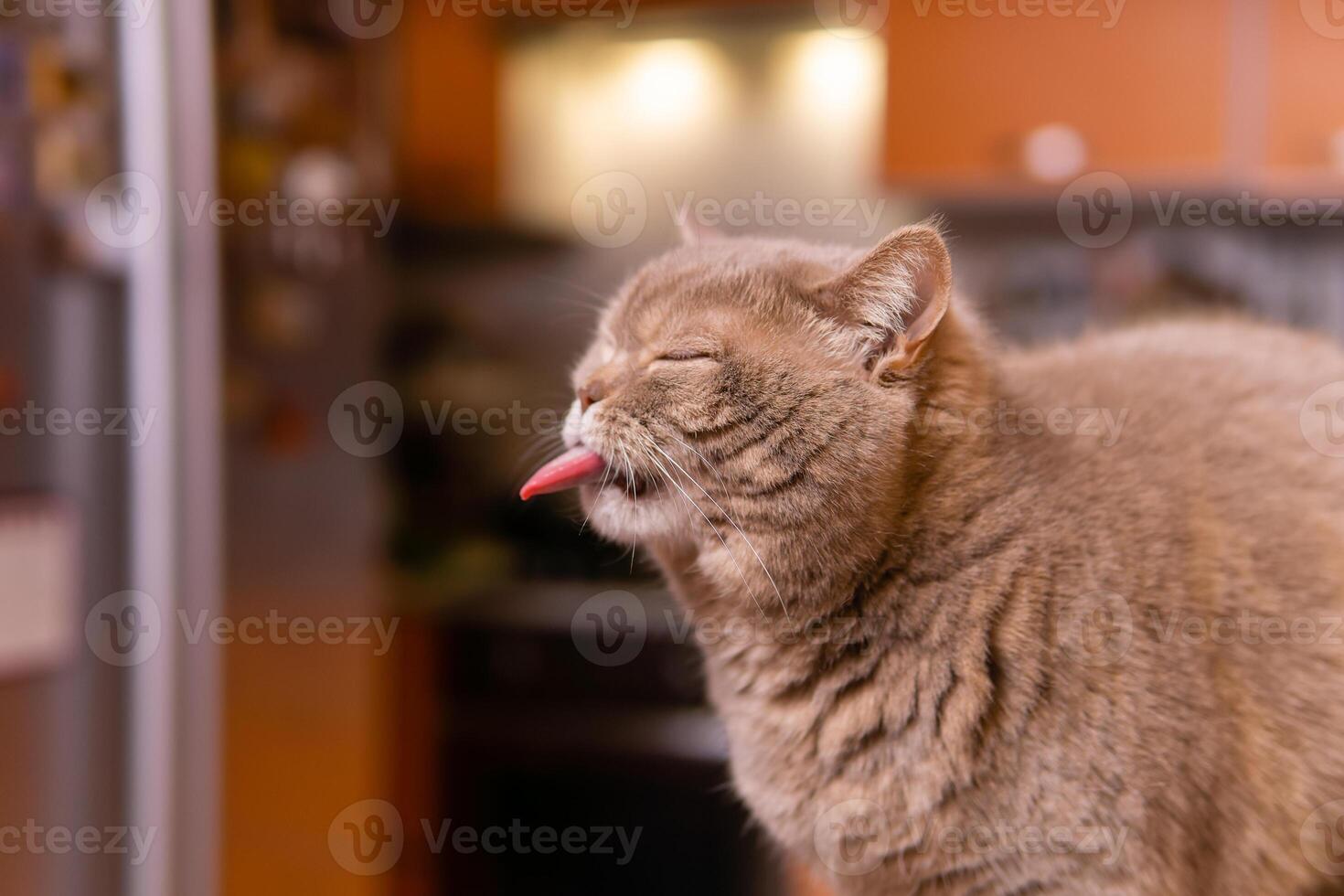 scottish straight cat shows tongue squinting photo