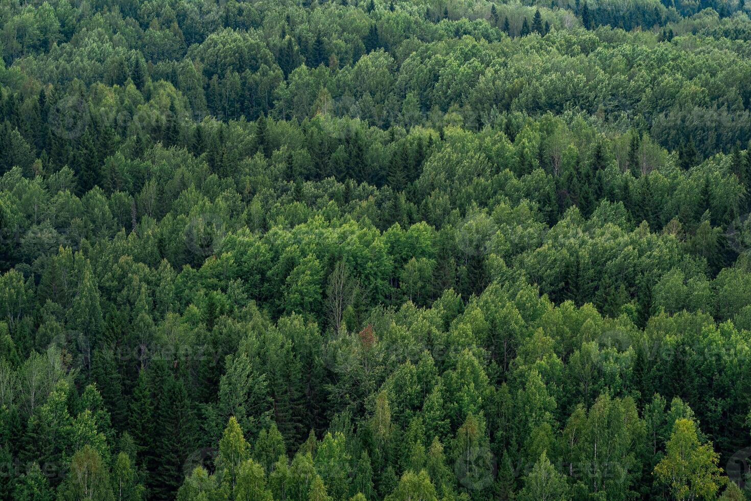 background, landscape - tops of trees in the forest from a bird's eye view photo