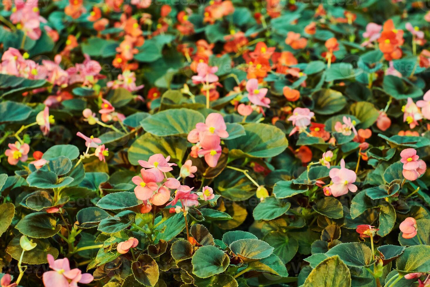 growing vibrant pink and red begonias close-up photo