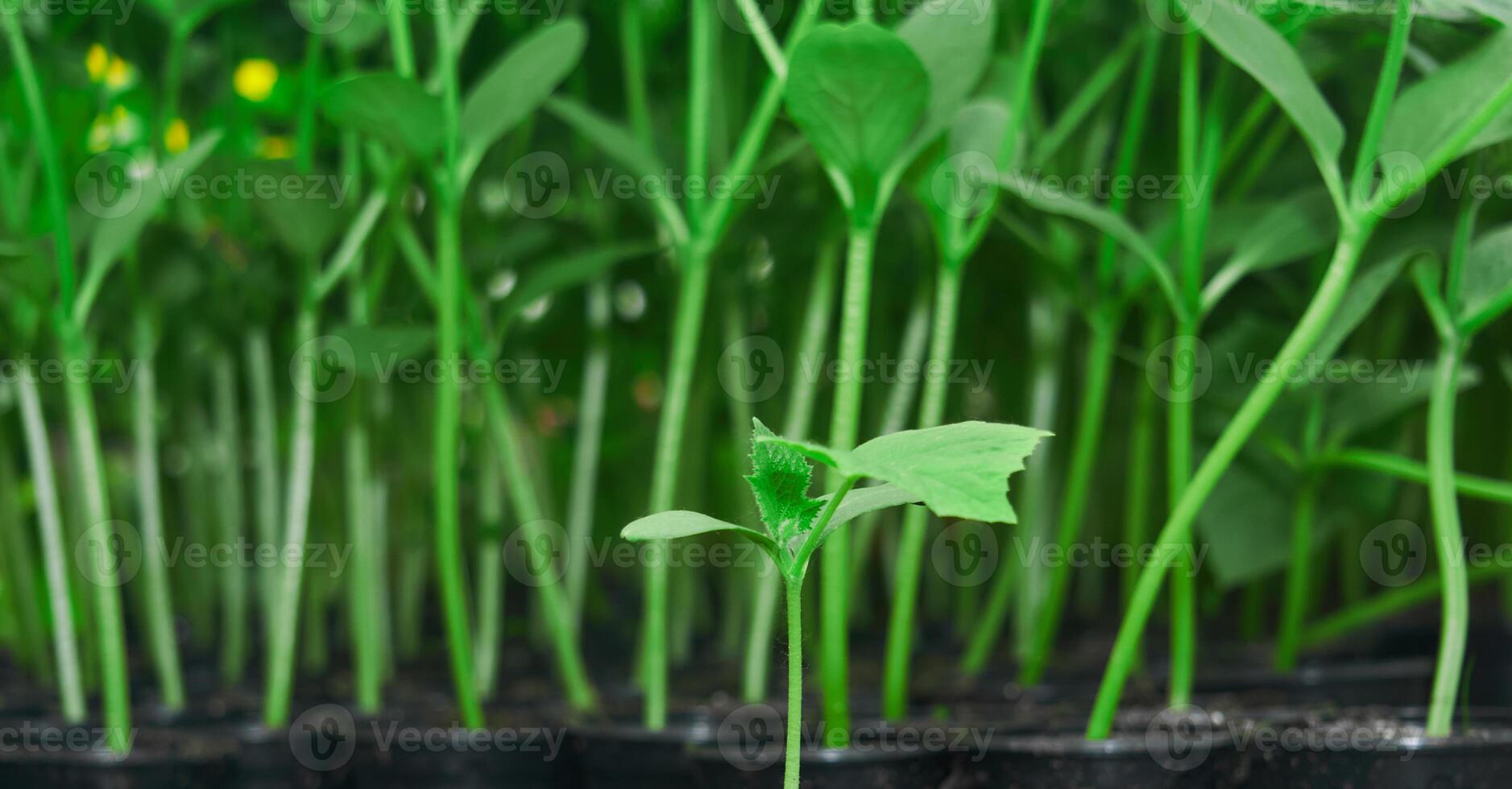 small green sprout of cucumber against the background of older seedlings photo