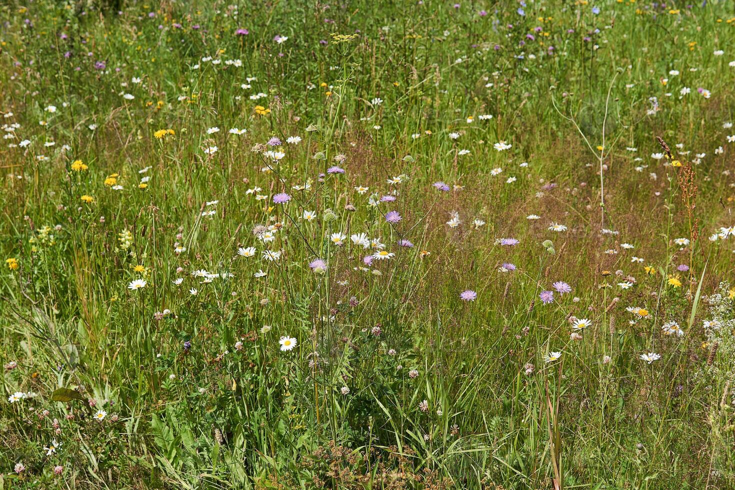 background - blooming july meadow of temperate latitudes photo