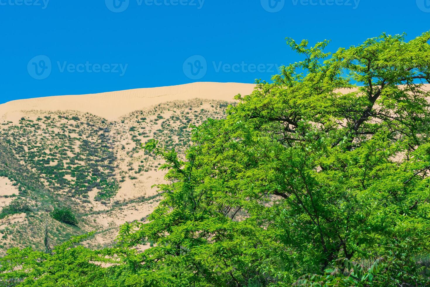 primavera desierto, verde Fresco árbol follaje en frente de el sarykum arena duna foto