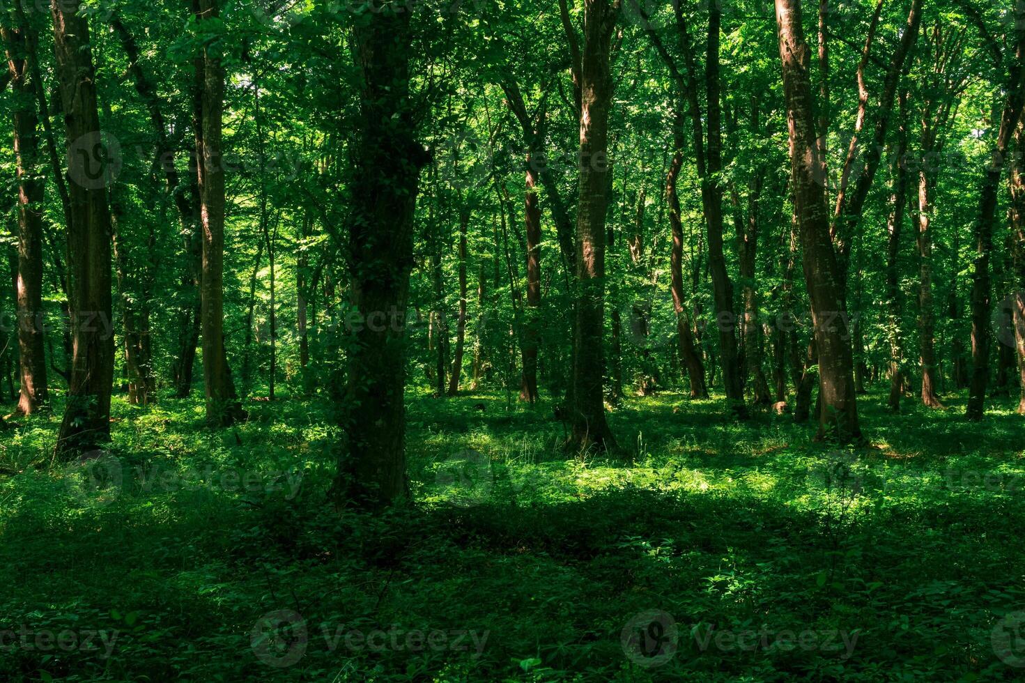 landscape in a shady forest thicket with dense undergrowth photo