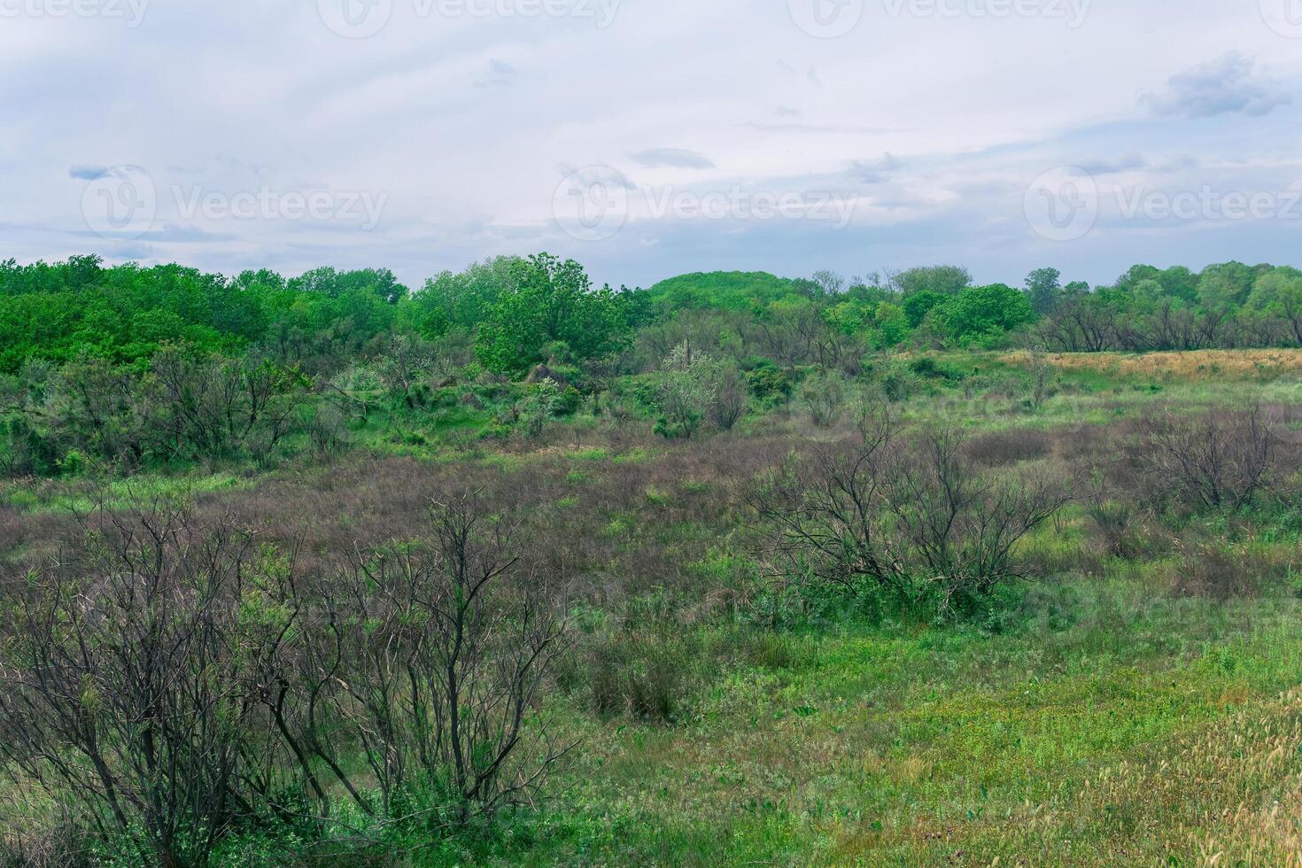 estepa forestal paisaje en el caspio tierras bajas foto