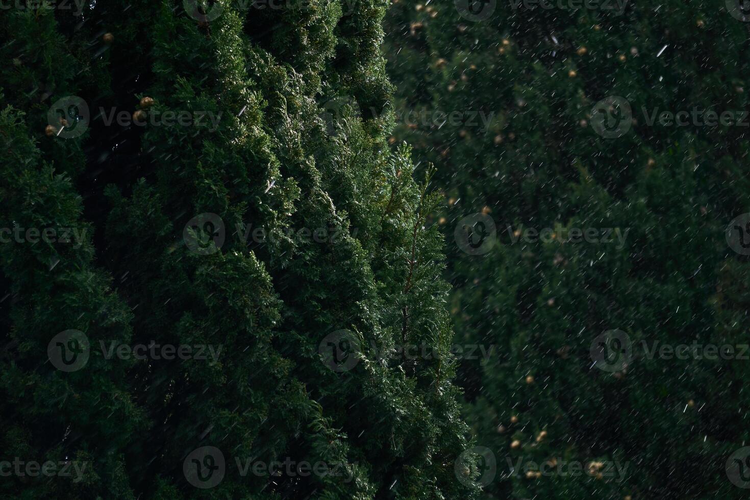 blurred background - sudden snowfall in the subtropics, in the foreground the crown of cypress tree photo