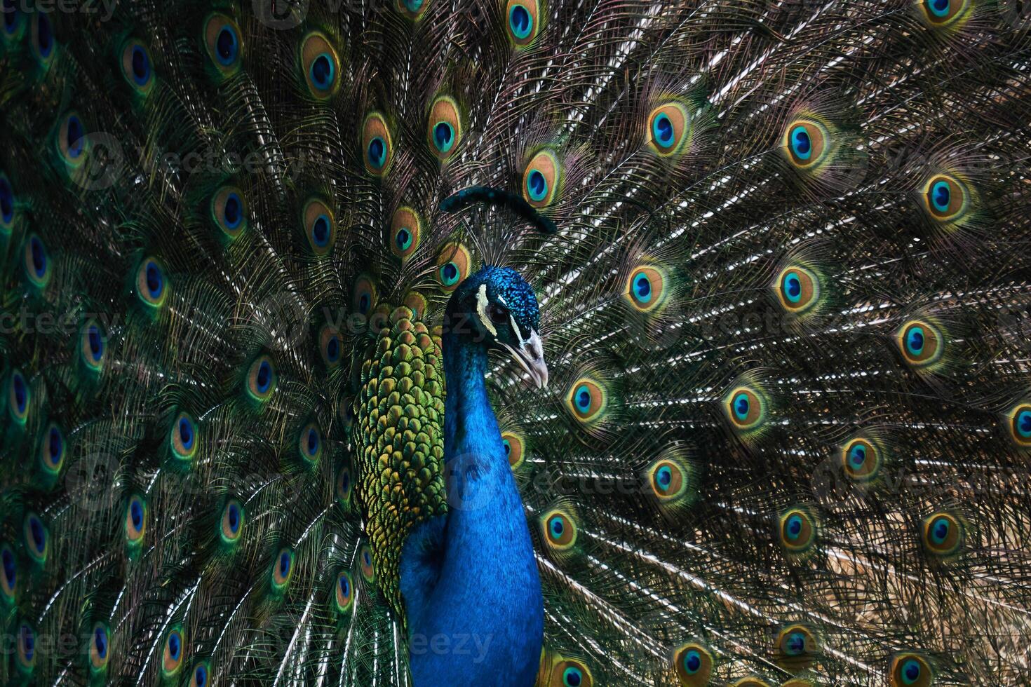 portrait of a peacock on the background of his own tail photo