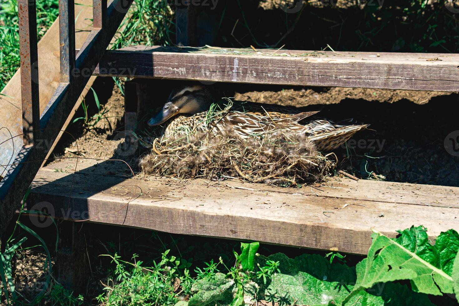 duck mallard nest between the steps of the stairs photo