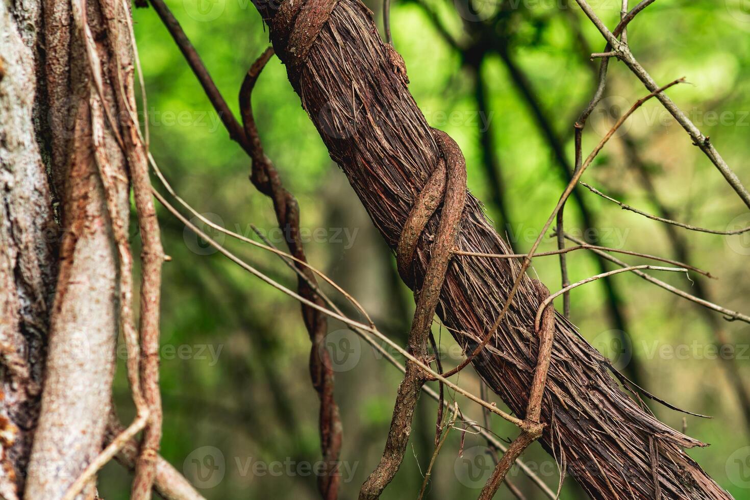 stems of climbing and creeping plants in a subtropical forest close-up photo