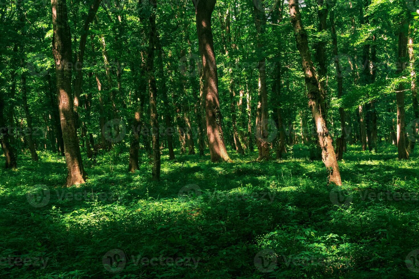 natural enselvado paisaje, templado de hoja ancha bosque foto