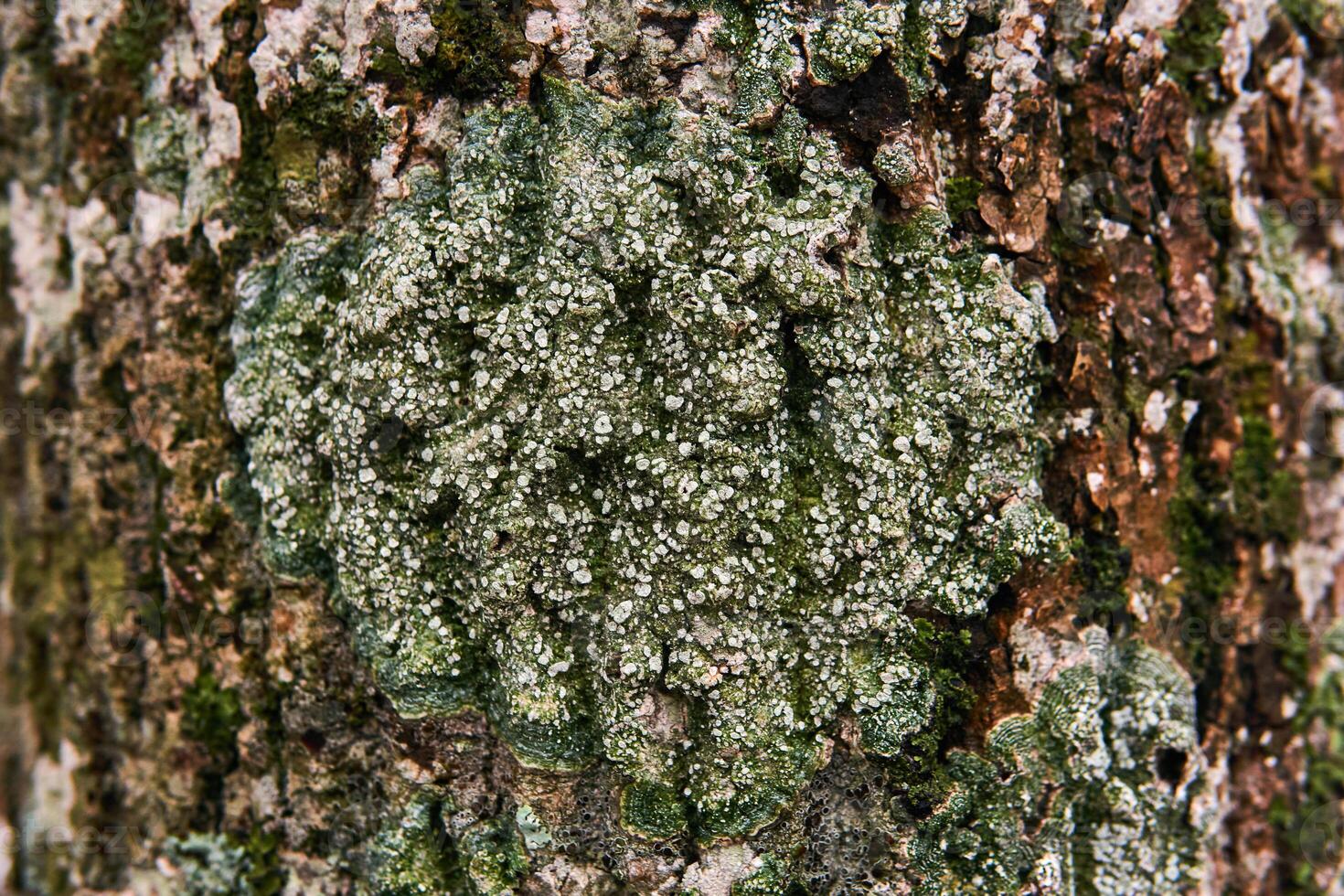 spore-bearing lichen on the tree bark close-up photo