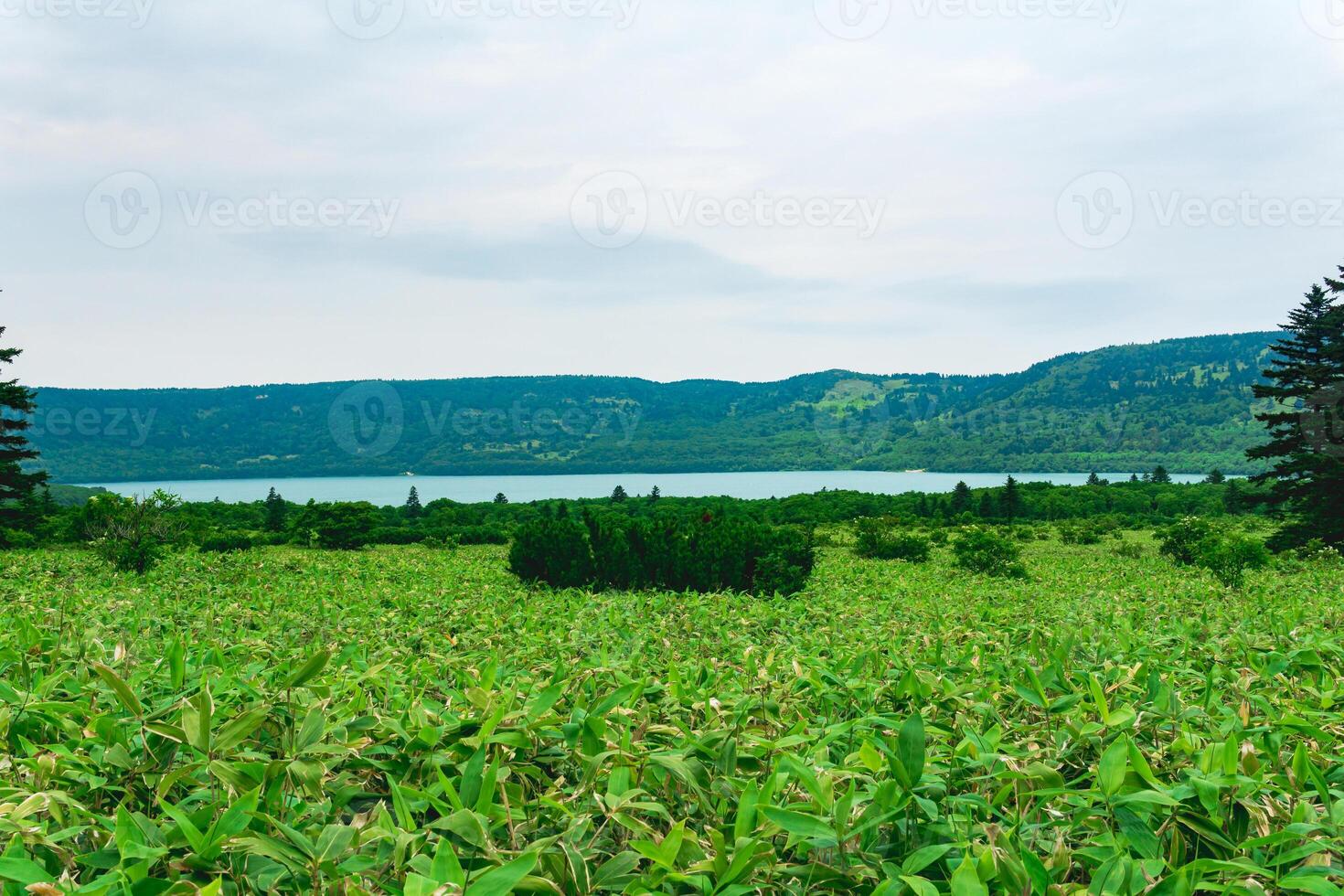 natural landscape of Kunashir island, view of the Golovnin volcano caldera with hot lake thickets of sasa and dwarf pines photo