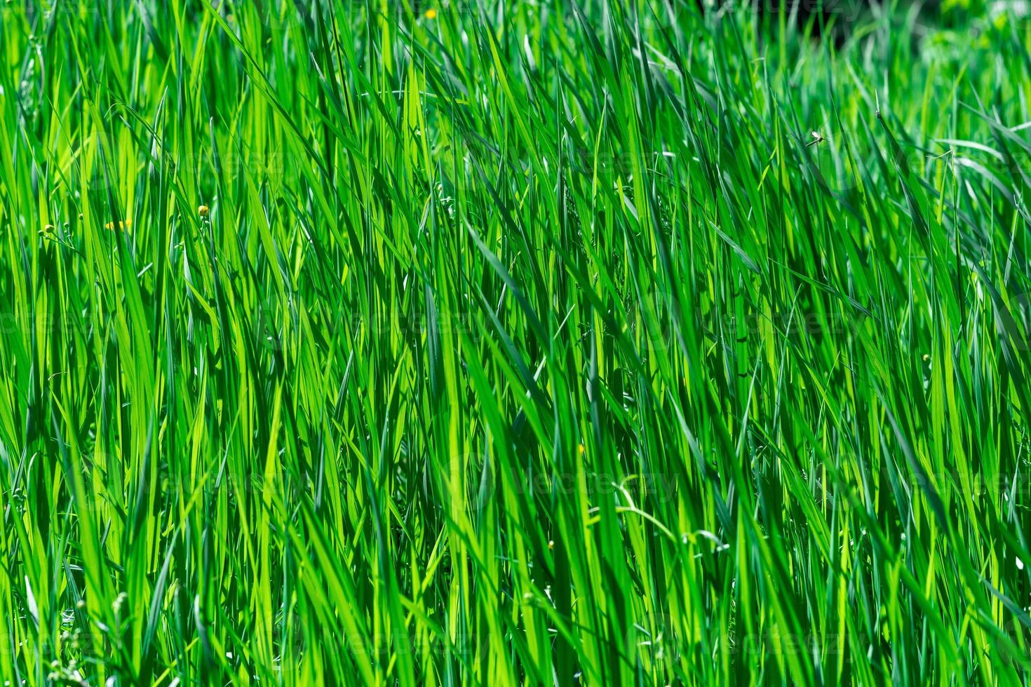 natural background - thickets of green grass sedges illuminated by the sun photo