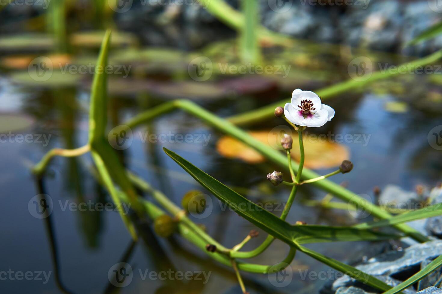 section of a small overgrown pond with flowering arrowhead photo