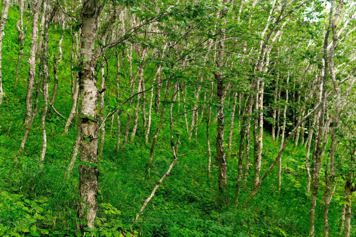 mountain forest with crooked birch trees on the Pacific coast, Sakhalin photo