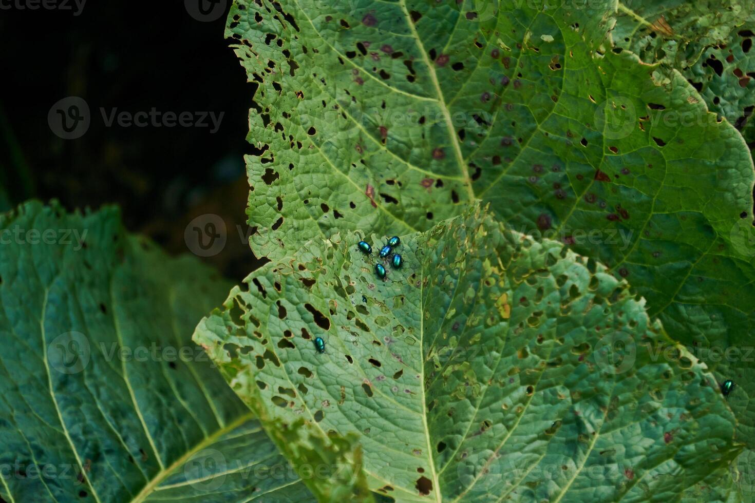 green bugs pests flea beetles eat plant leaves photo