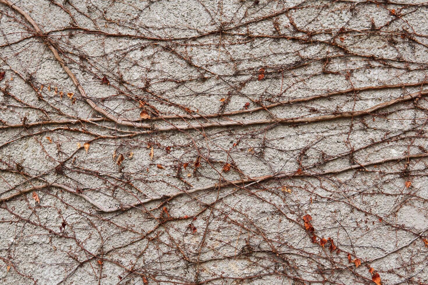 background - a stone wall entwined with dry winter stems of wild vines photo