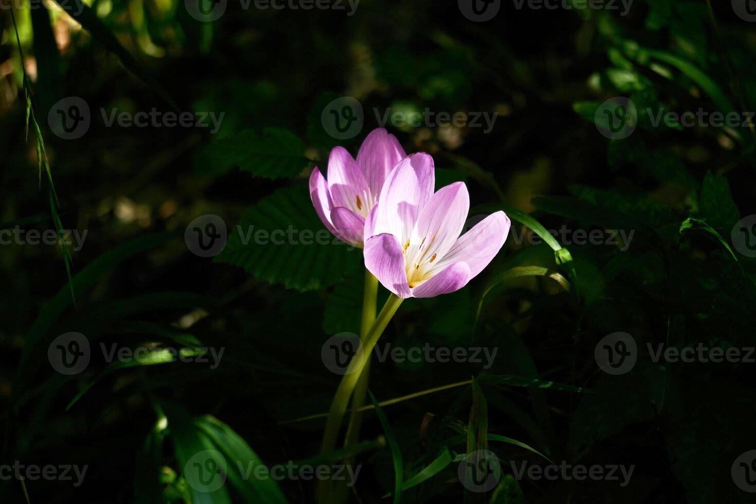 autumn crocus flower illuminated by a sunbeam in a dark undergrowth photo