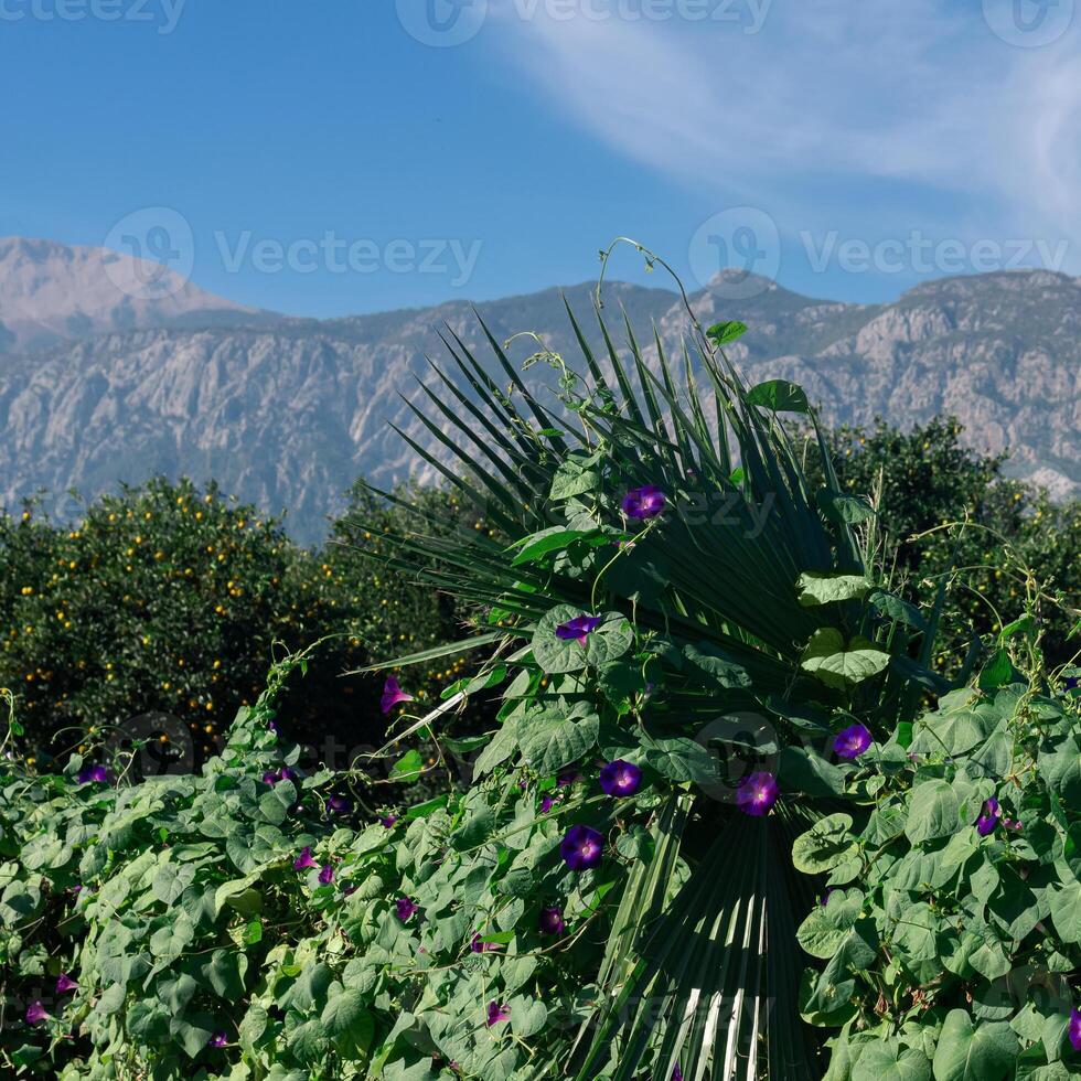 lush tropical vegetation at the edge of an orchard in a mountain valley photo