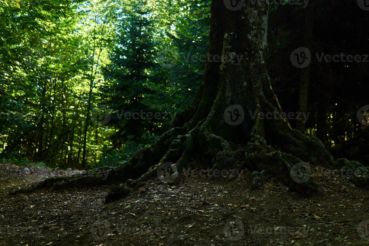 roots of old beech tree growing along a mountain path in the forest photo