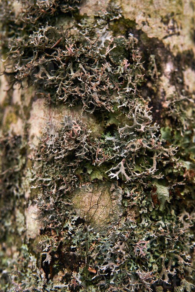 various mosses and lichens on the tree bark photo