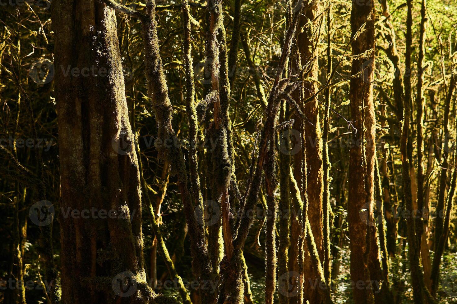 background - moss-covered tree trunks in the temperate rainforest photo