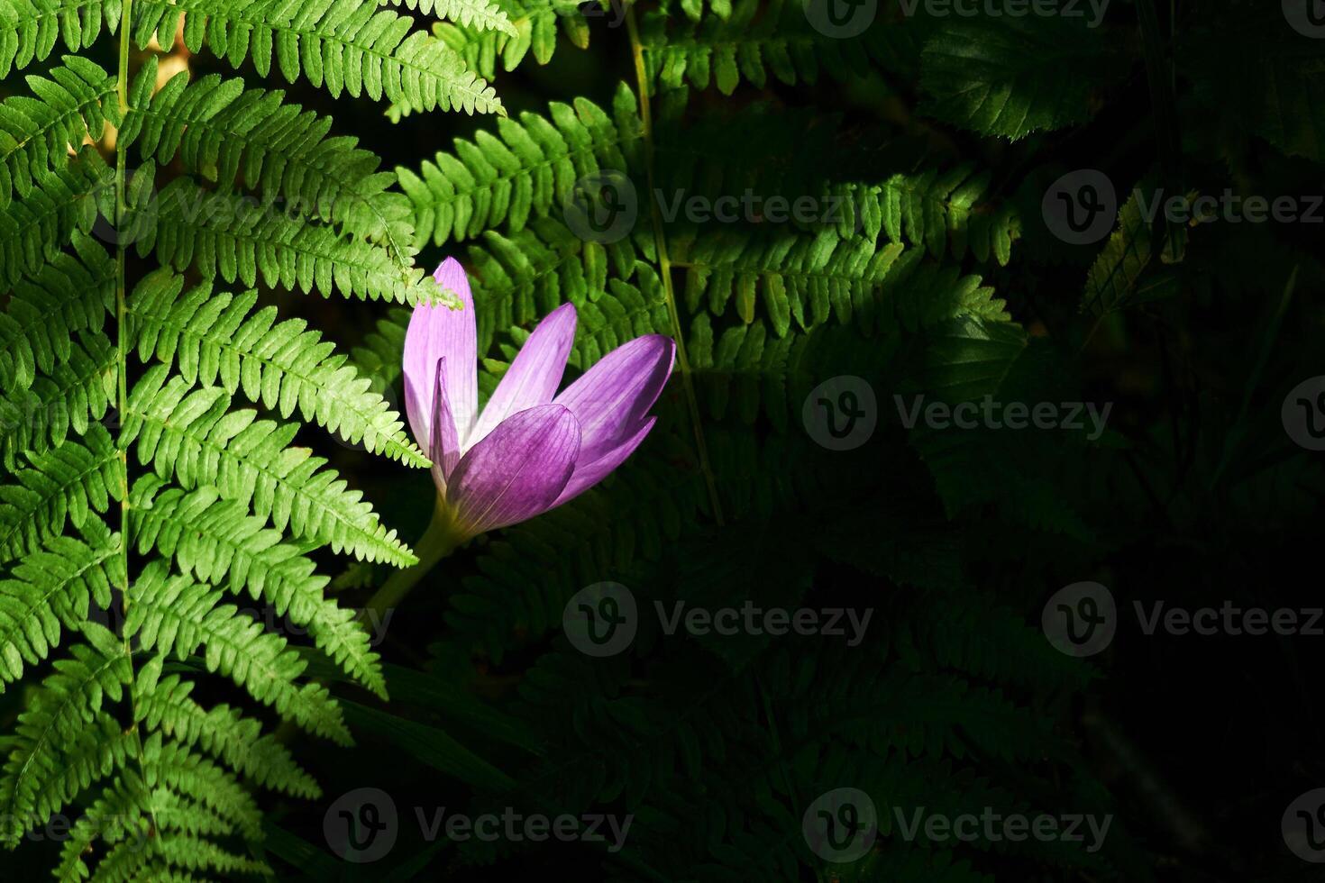 otoño azafrán flor iluminado por un rayo de sol en un sombreado maleza entre el helechos foto