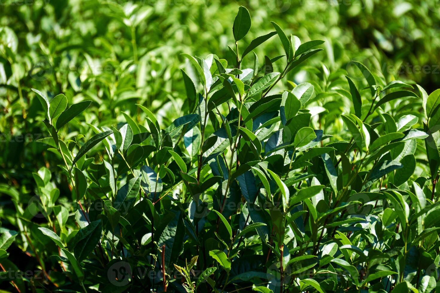 hojas de té arbustos en un plantación de cerca en un borroso antecedentes foto