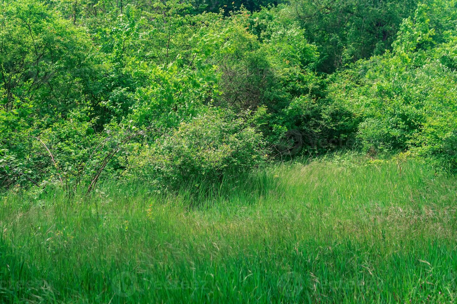 natural landscape, grassy meadow at the edge of a deciduous forest photo