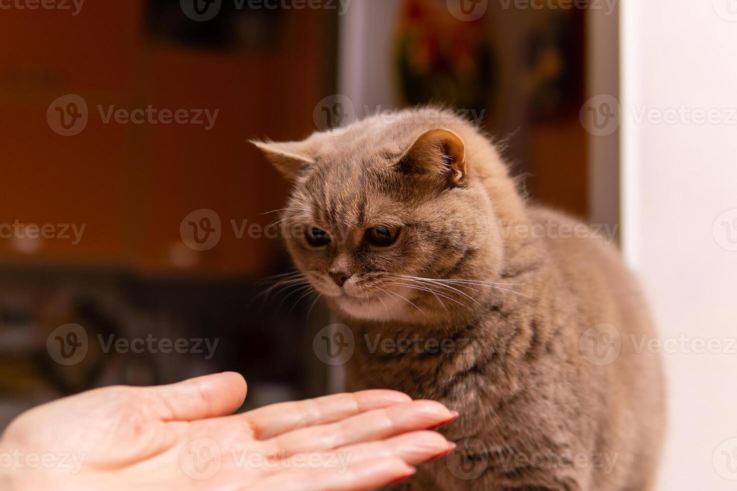 escocés Derecho gato es contento tomando el tratar desde el propietario mano foto