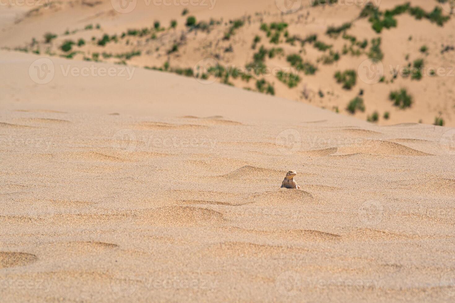 desert lizard toadhead agama on the top of a sand dune Sarykum against the backdrop of a green plain photo