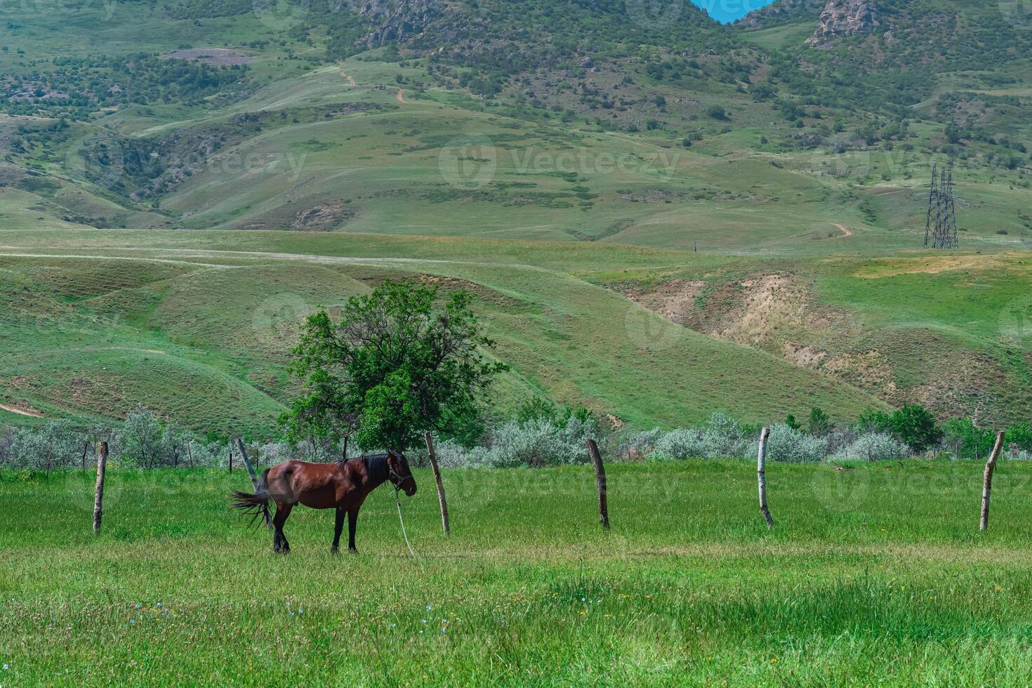 pasture in a mountain valley with a grazing horse photo