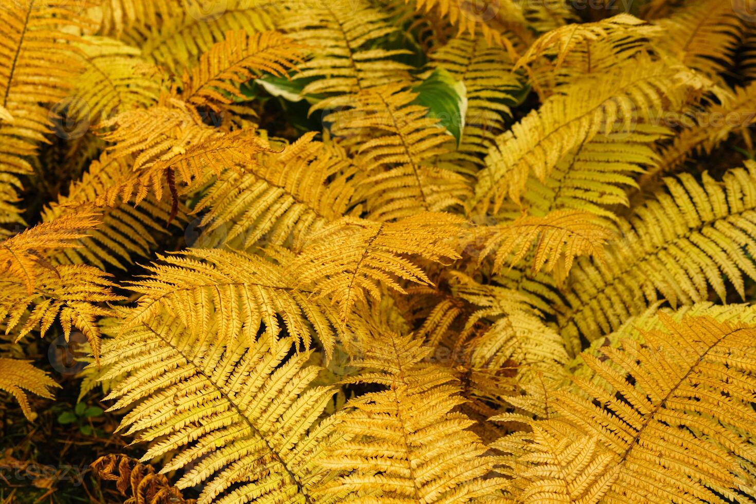 yellow autumn fern background photo