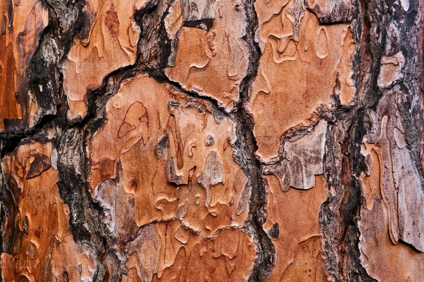 vibrant orange live pine bark texture photo