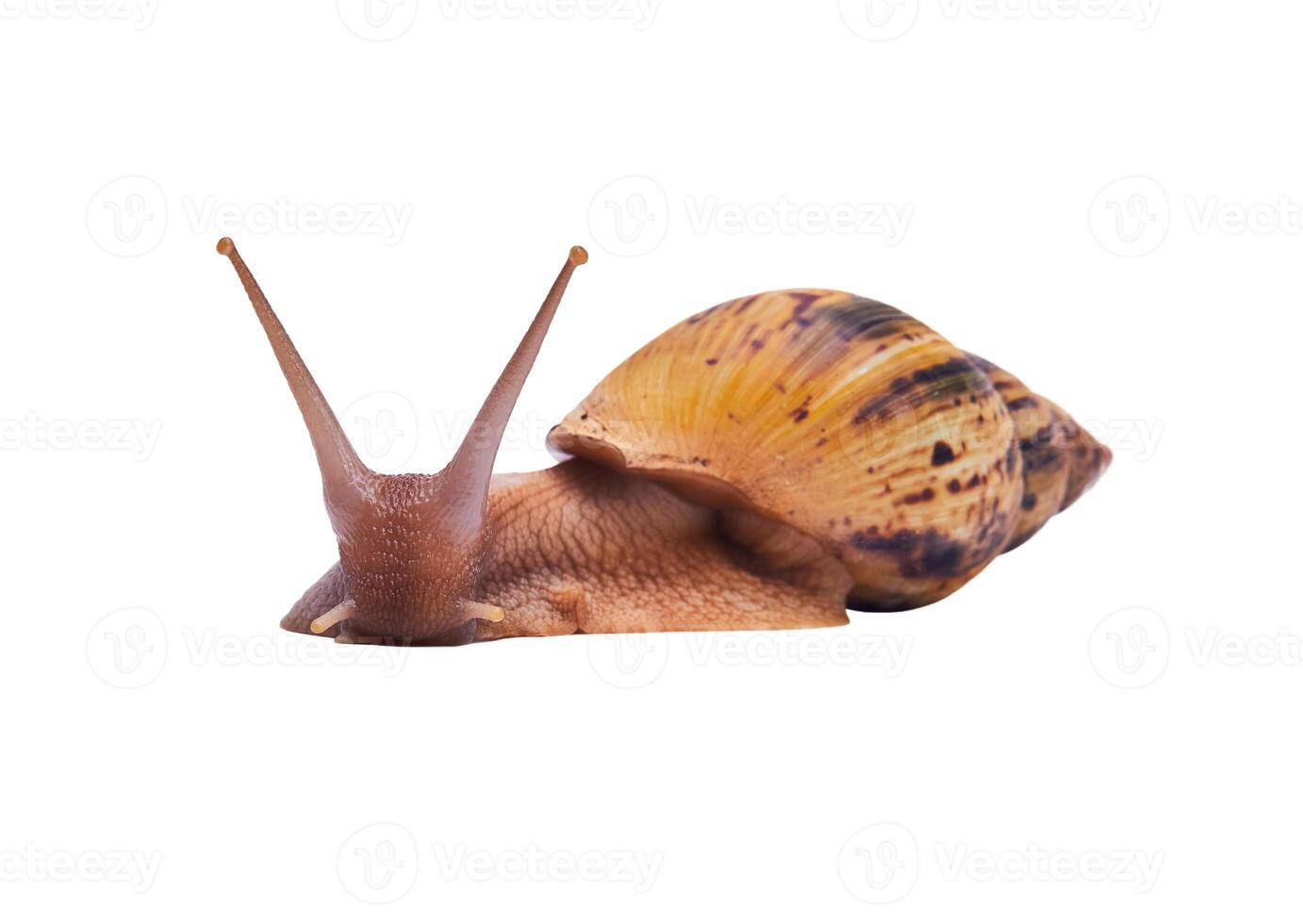 live snail achatina isolated on white background, looking at the camera photo