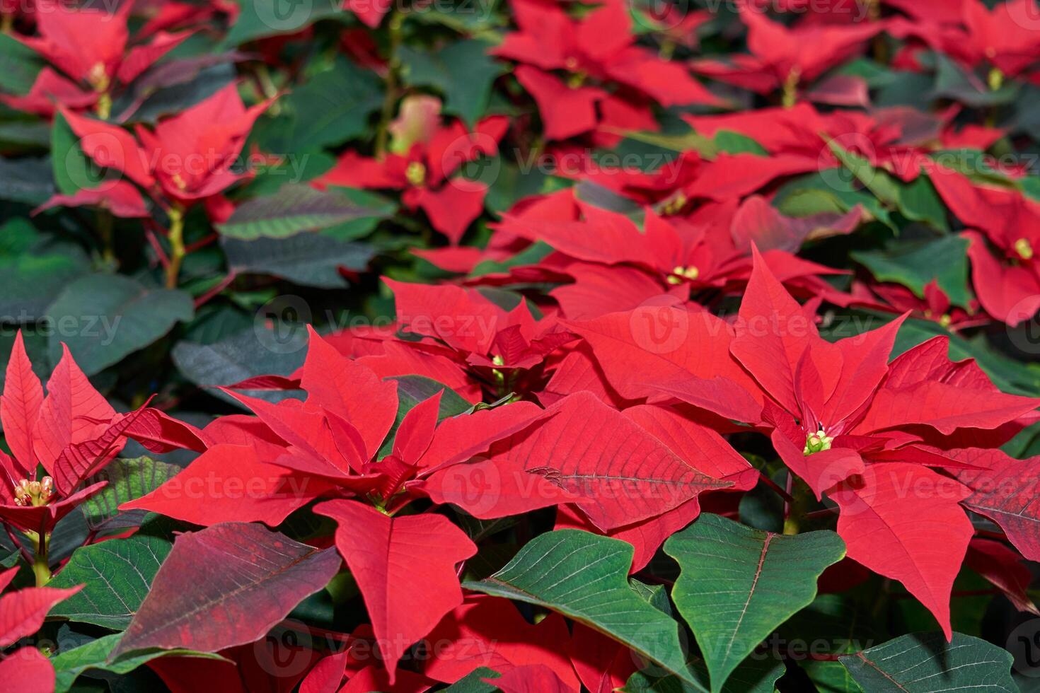 rojo flores de flor de pascua, además conocido como el Navidad estrella o Bartolomé estrella, de cerca foto
