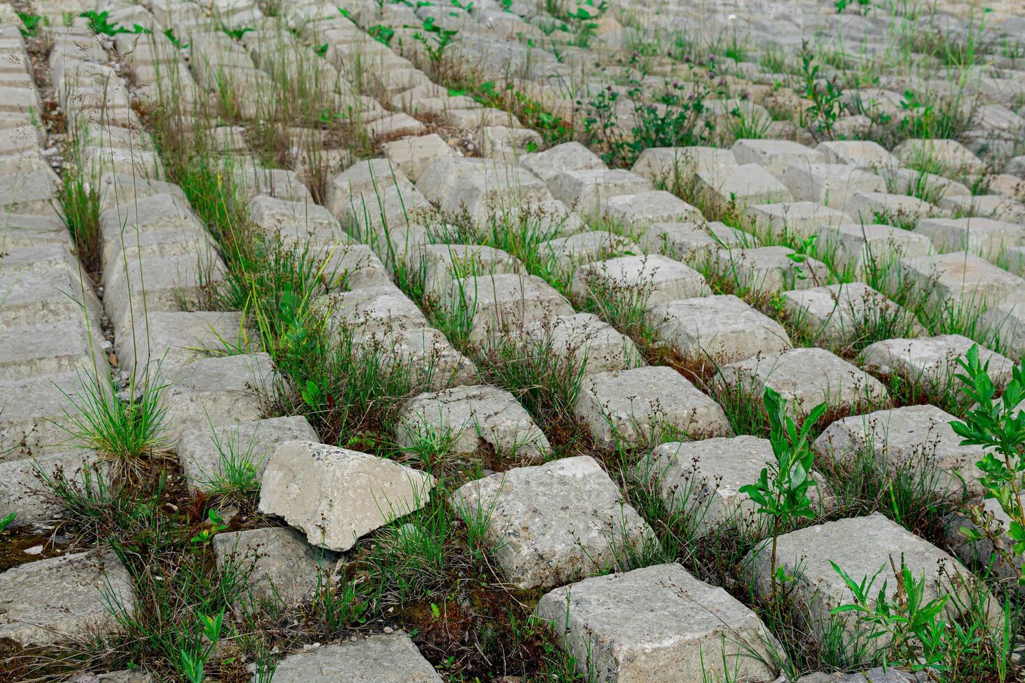 area covered with flexible concrete mat to prevent erosion, laid on the ground, with plants growing through it photo