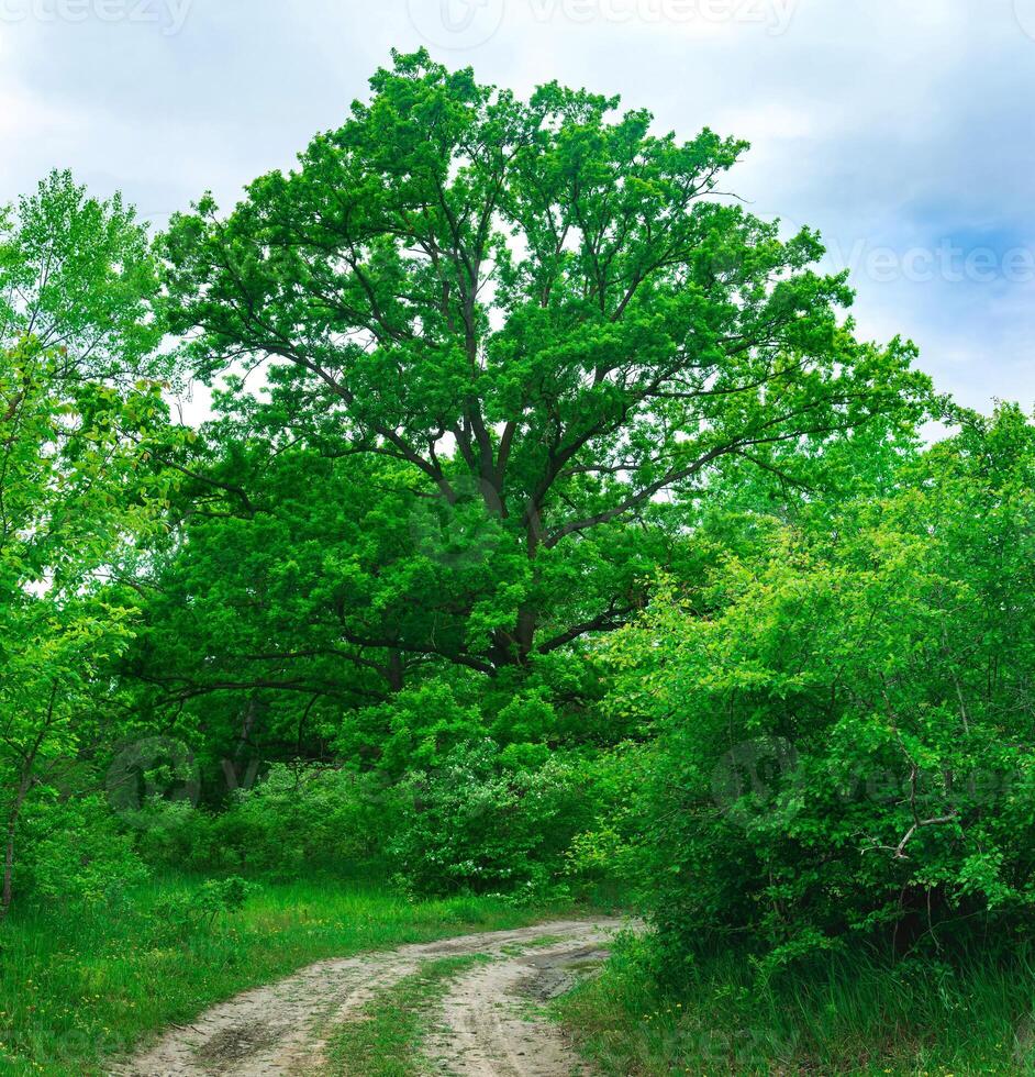 huge branchy oak around the bend of a forest dirt road photo