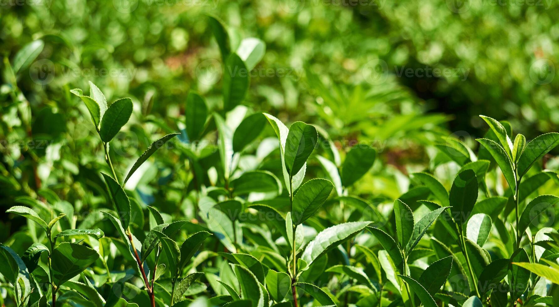 leaves of tea shrubs close-up outdoors photo