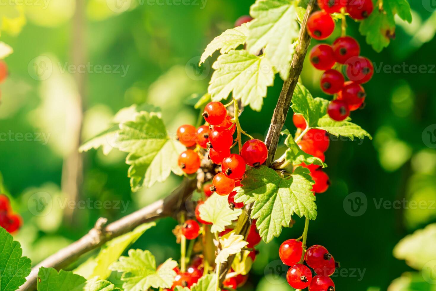 red currant berries on a bush on a sunny day close-up photo