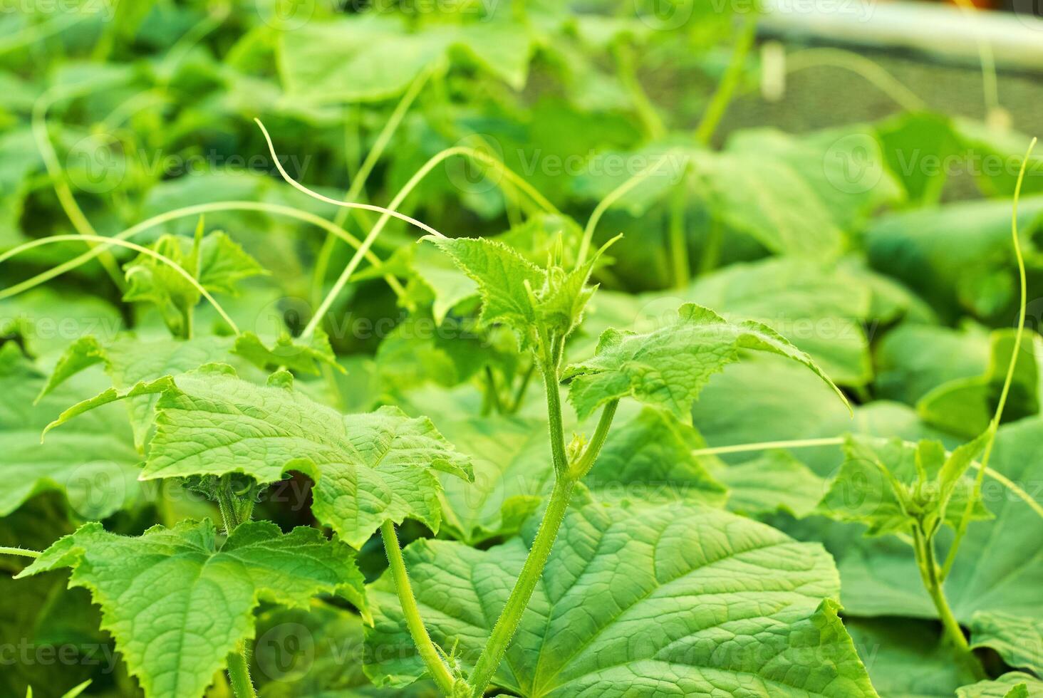 young cucumber vine with spirally twisted tendrils photo