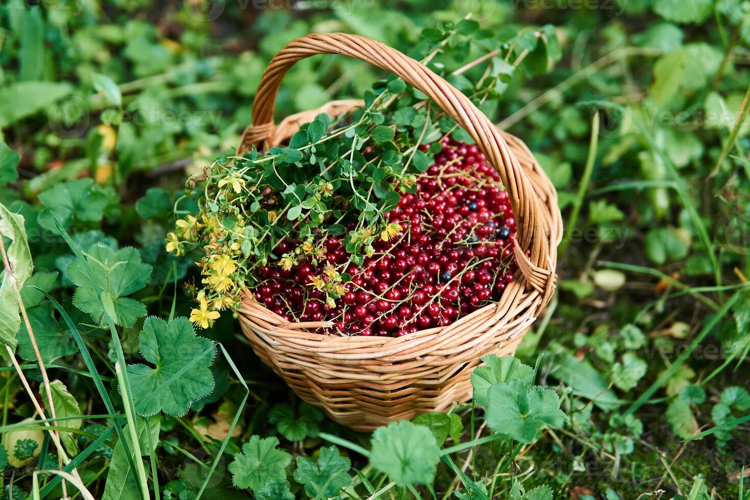 wicker basket with red currant berries and hypericum flowers stand in the grass photo