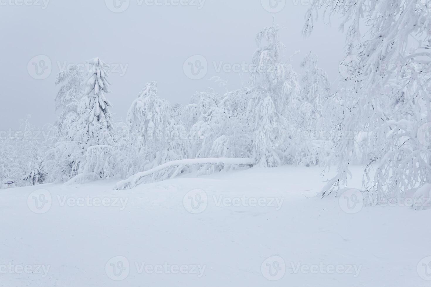 frozen winter mountain forest, trees covered with a thick layer of frost stand in deep snow after heavy showfall photo