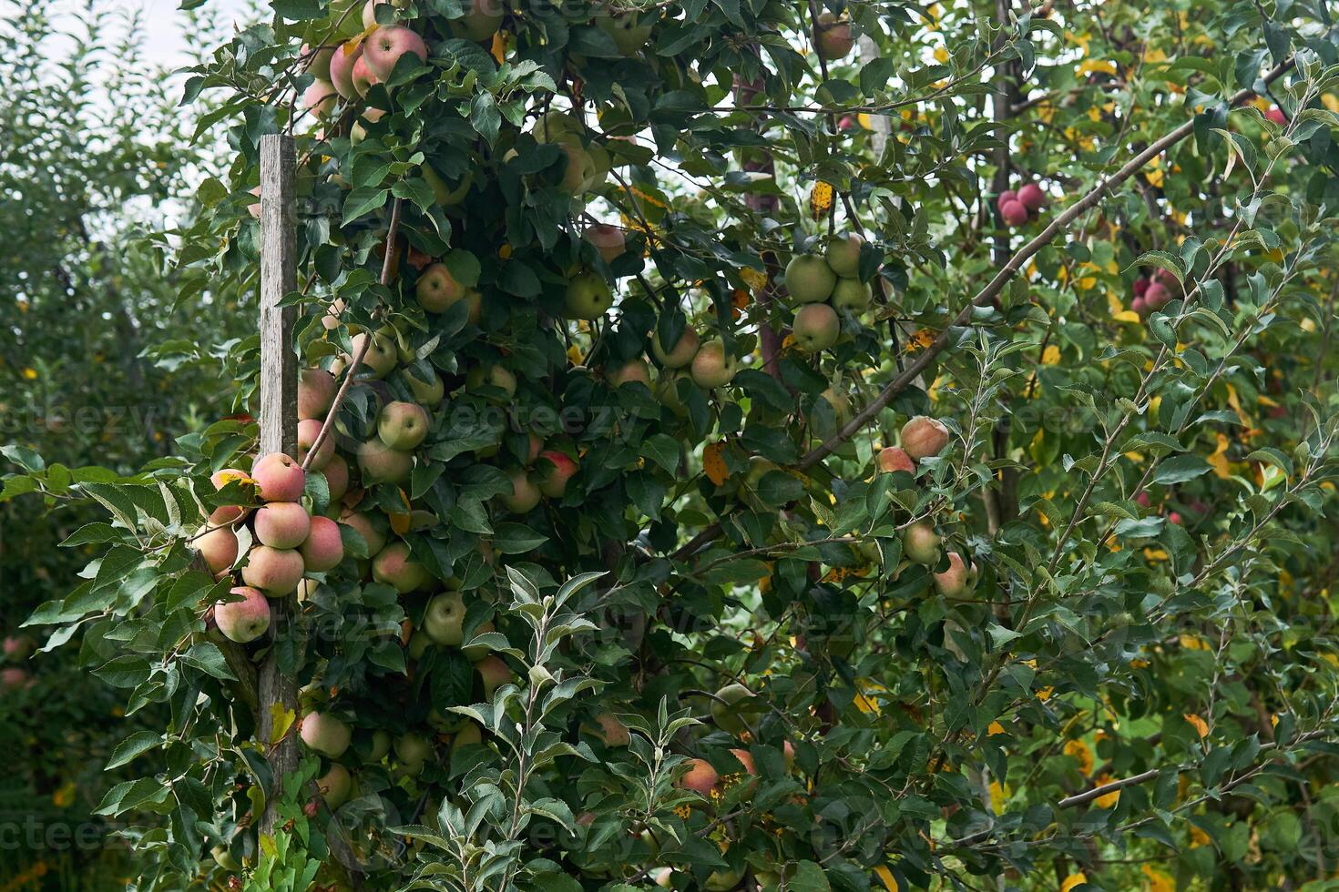 rosado manzanas madurar en un árbol en un Fruta plantación foto