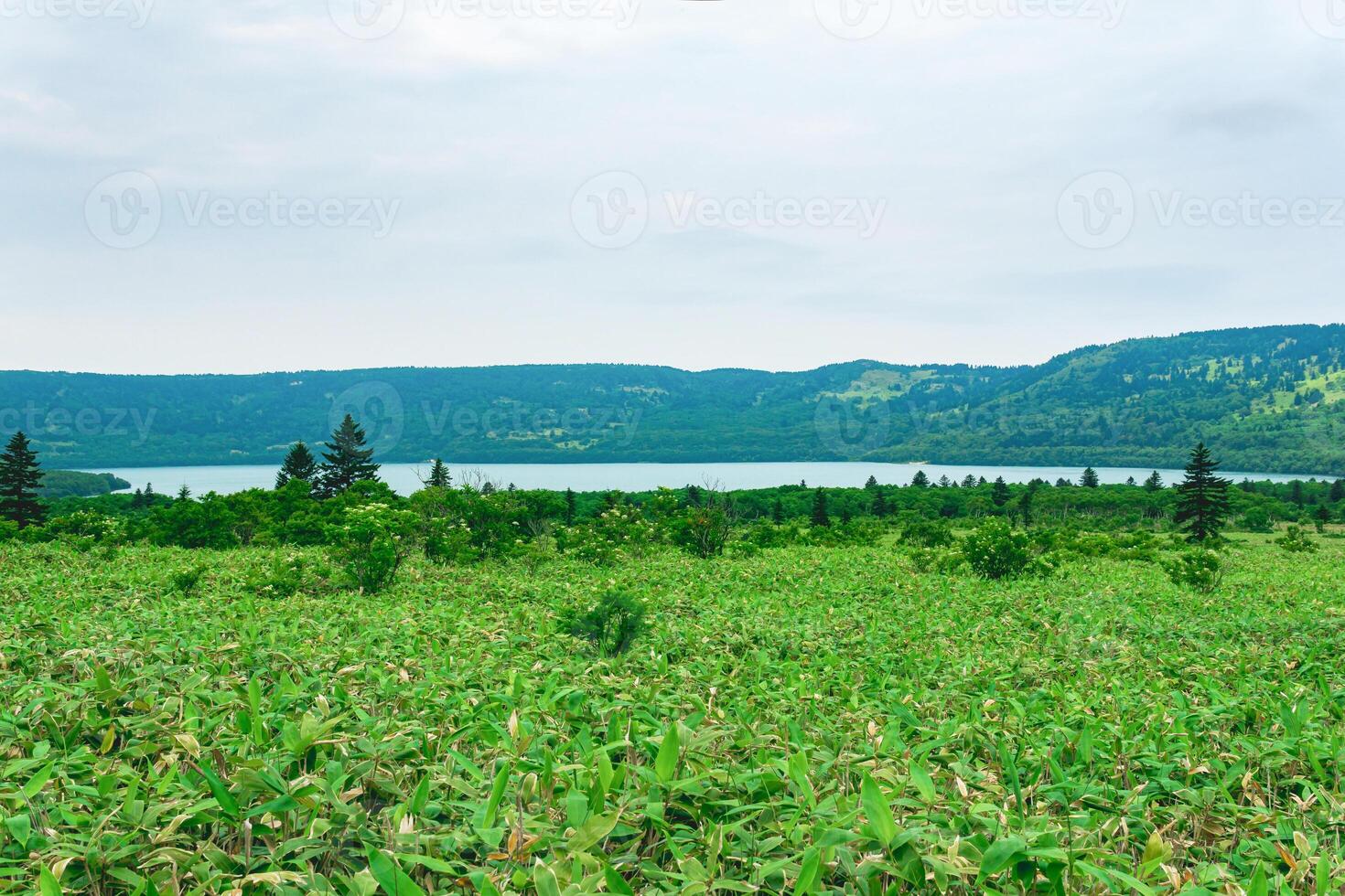 natural landscape of Kunashir island, view of the Golovnin volcano caldera with hot lake thickets of sasa and dwarf pines photo