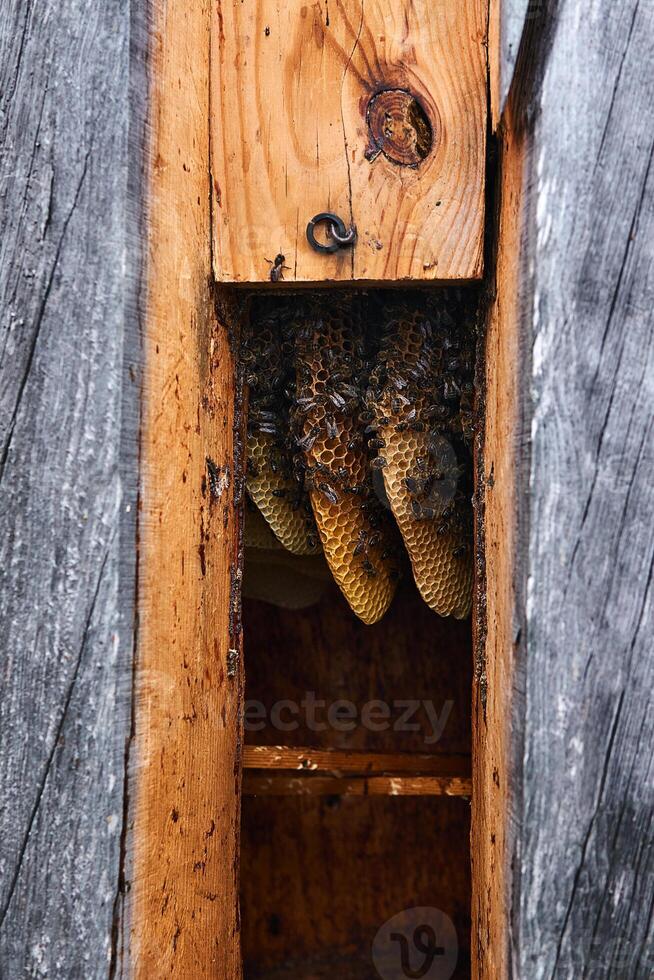 natural honeycombs inside a traditional log hive without brood frames photo
