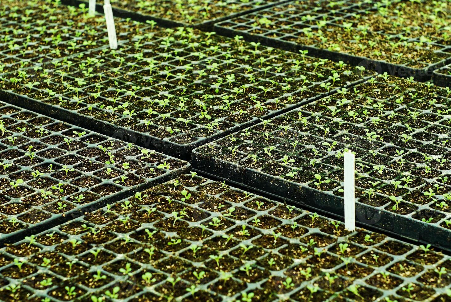 antecedentes - minúsculo planta coles en un planta de semillero bandejas foto