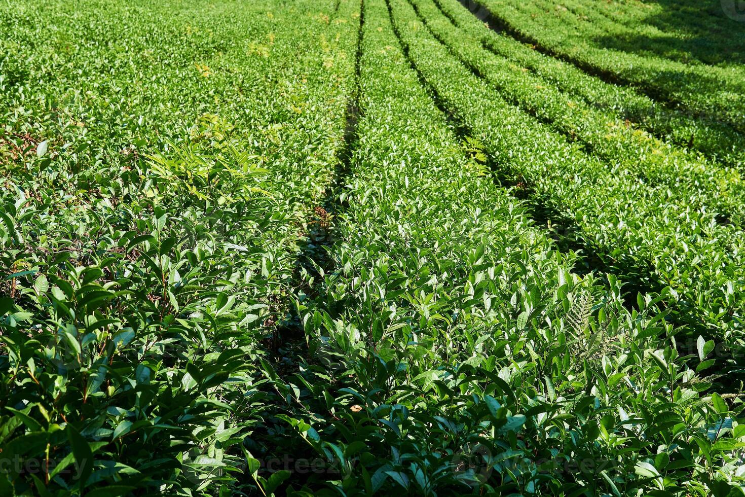 rows of bushes on a tea plantation on a sunny day photo