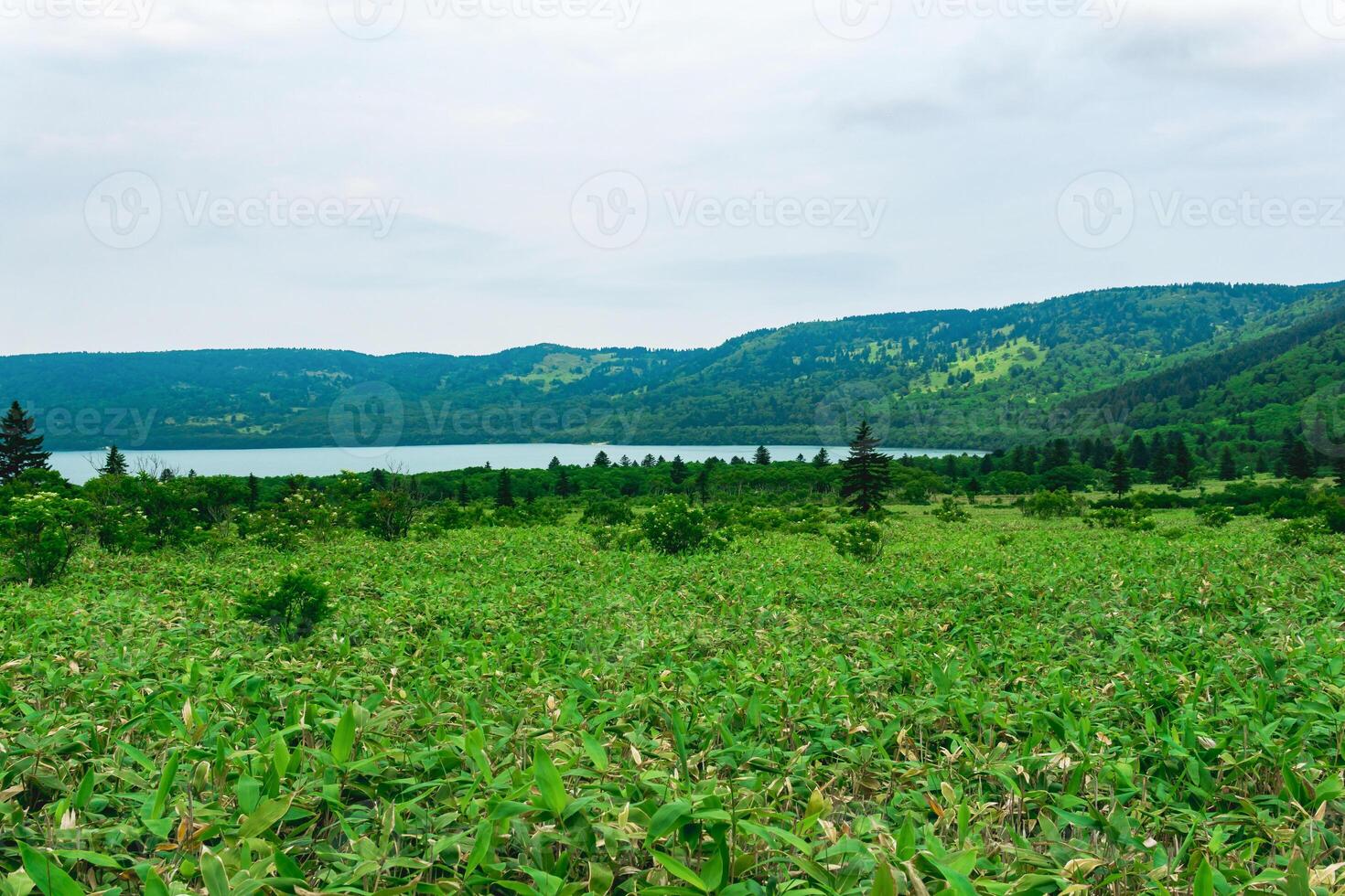 natural landscape of Kunashir island, view of the Golovnin volcano caldera with hot lake thickets of sasa and dwarf pines photo