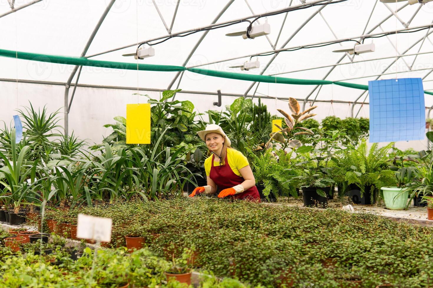 young woman gardener in a greenhouse with houseplants photo