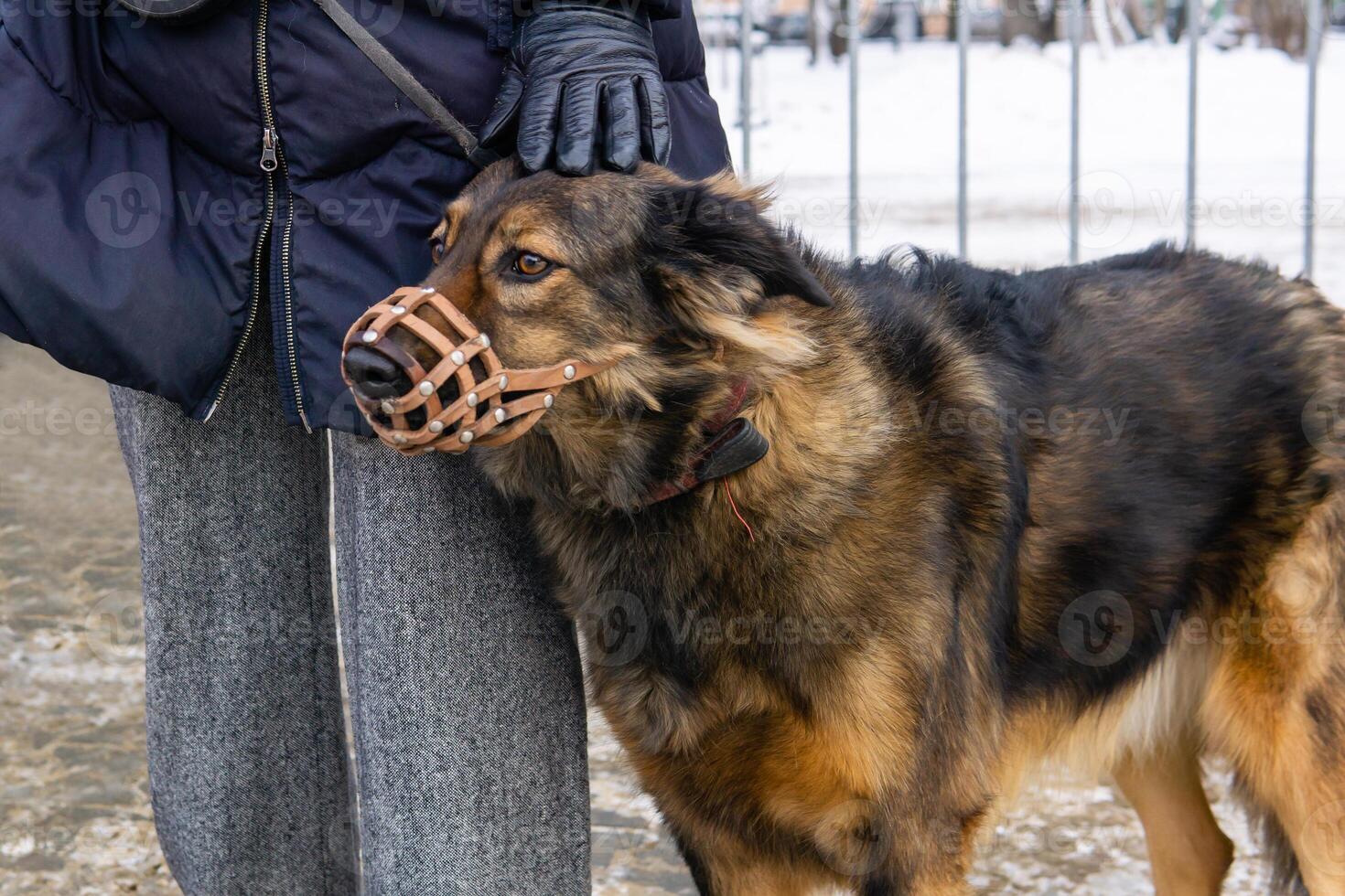 alarmed muzzled dog presses to the owner leg outdoor photo